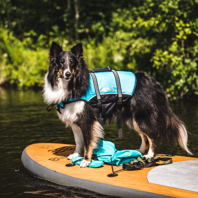 Canots Légaré - Dog on paddle board