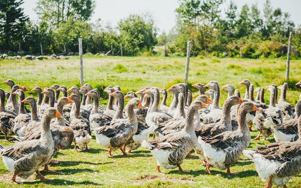 La Ferme Québec-Oies - geese