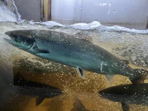 Passe migratoire à saumon de Cap-Santé - Saumon de la rivière Jacques-Cartier