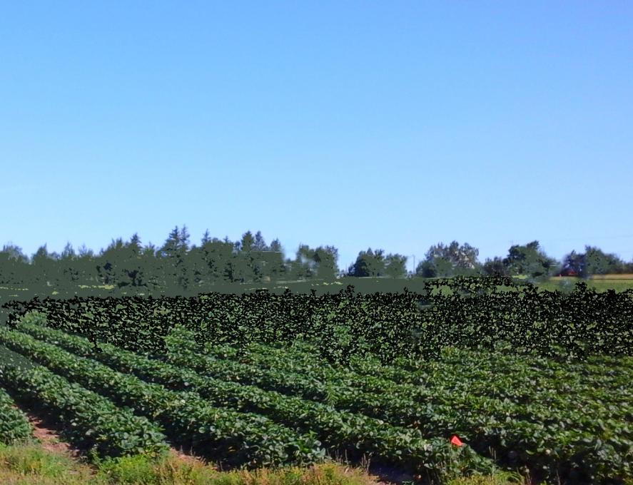 Ferme Léonce Plante - Strawberry fields