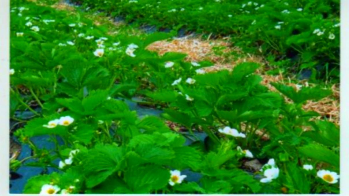 Ferme Léonce Plante - Strawberry fields in bloom